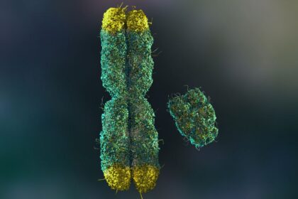 Потеря Y‑хромосомы с возрастом связана с сердечными и нейродегенеративными рисками