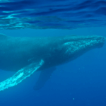 В архивах WHOI нашли самую старую запись песни горбатого кита