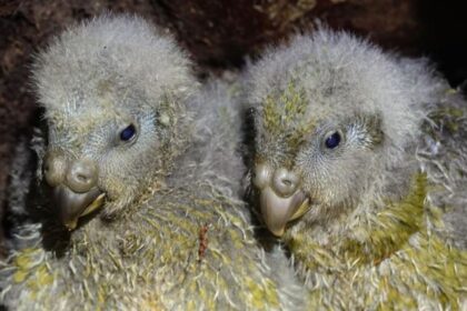 Kākāpō побили рекорд: 105 птенцов вылупились за сезон