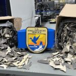 В США конфисковали 50 000 незаконных плавников акул
