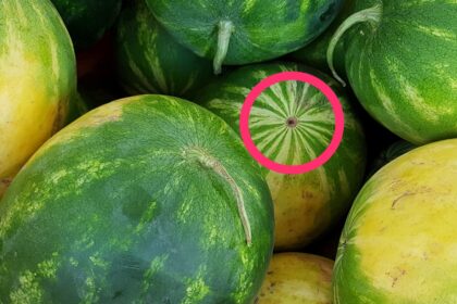 Как выбрать спелый арбуз: почему «butthole» не показатель