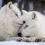Животные на всю жизнь: правда и мифы о моногамии