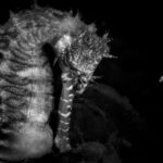 Победители Ocean Photographer 2026: от крошечных коньков до охотничьих китов