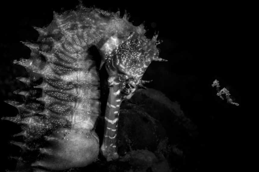Победители Ocean Photographer 2026: от крошечных коньков до охотничьих китов